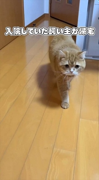 赤ちゃんにスリスリする猫ちゃん