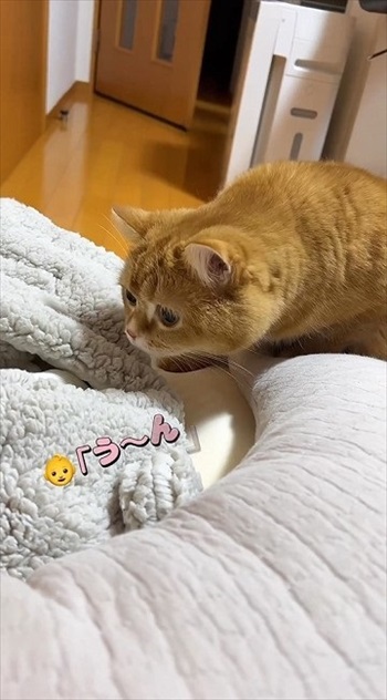 赤ちゃんにスリスリする猫ちゃん
