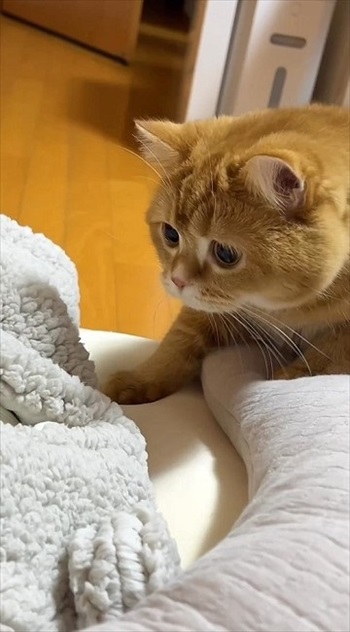 赤ちゃんにスリスリする猫ちゃん