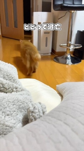 赤ちゃんにスリスリする猫ちゃん