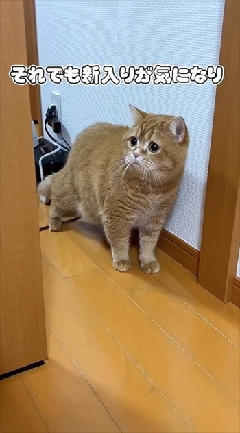 赤ちゃんにスリスリする猫ちゃん