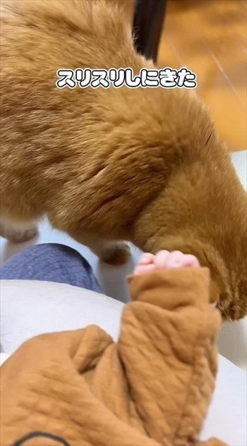 赤ちゃんにスリスリする猫ちゃん