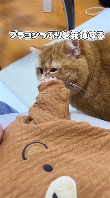 赤ちゃんにスリスリする猫ちゃん