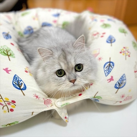 赤ちゃんにスリスリする猫ちゃん