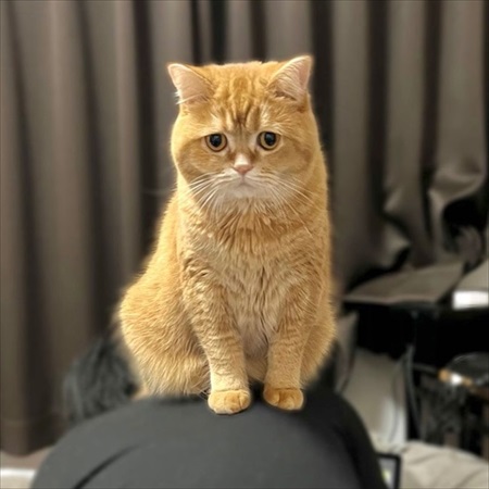 赤ちゃんにスリスリする猫ちゃん
