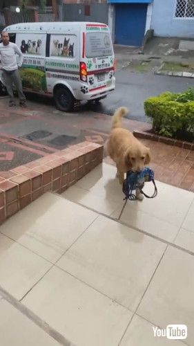 「Good Boy Always Remembers His Lunch Box || ViralHog」