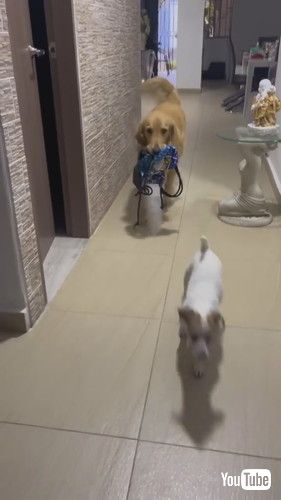 「Good Boy Always Remembers His Lunch Box || ViralHog」