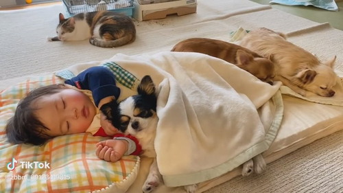 赤ちゃんと犬と猫でお昼寝