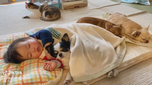 赤ちゃんと犬と猫でお昼寝