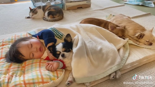 赤ちゃんと犬と猫でお昼寝