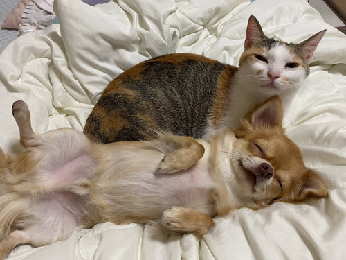 ワンコたちと猫ちゃん