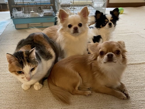 ワンコたちと猫ちゃん