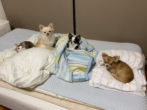 ワンコたちと猫ちゃん
