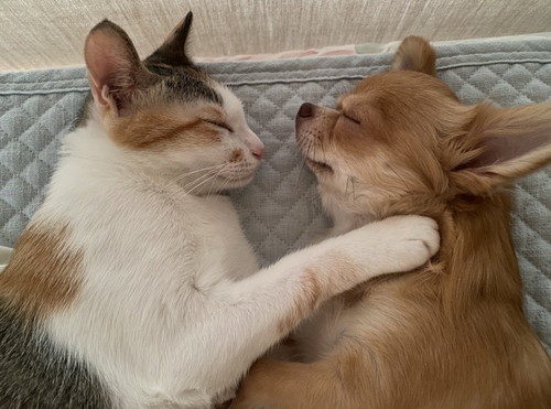 ワンコたちと猫ちゃん