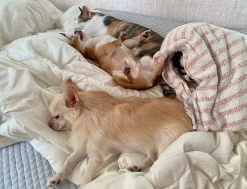 ワンコたちと猫ちゃん