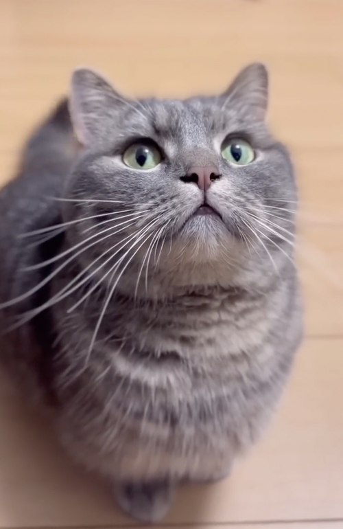 猫吸いは危険です