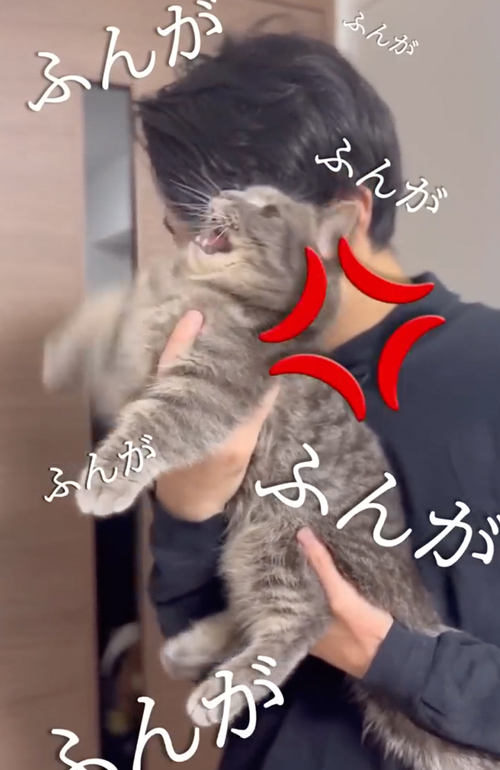 猫吸いは危険です