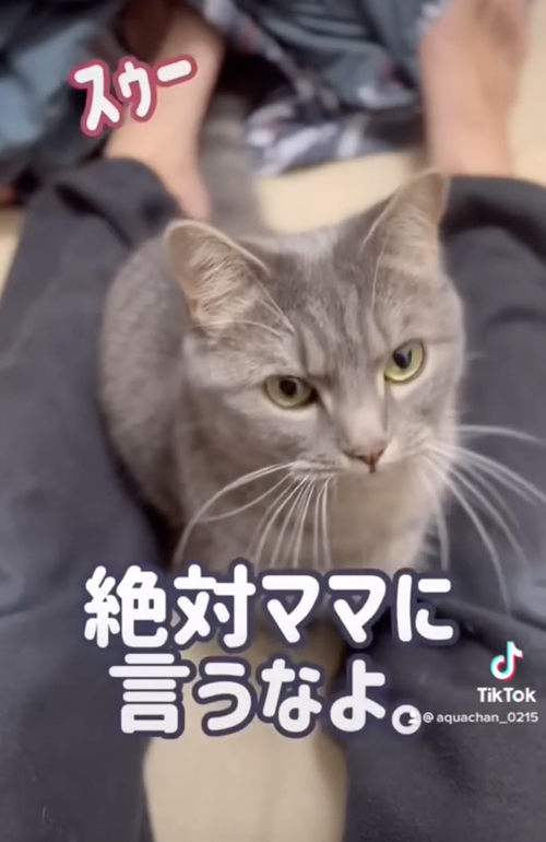 言葉を理解している猫