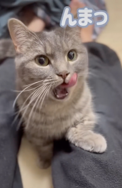 おいしそうな猫