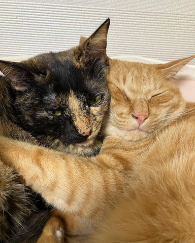 抱き合う猫2匹