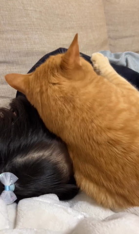 寄りかかろうとする後ろ姿猫