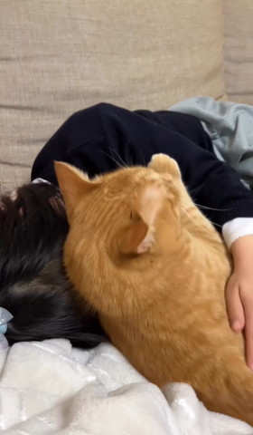 娘さんに寄り添う猫