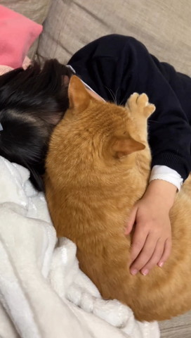 娘さんに寄り添ってお手て開く猫