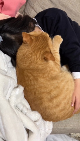 娘さんに寄り添う猫上から