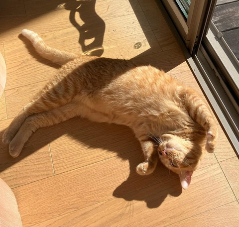 ヘソ天茶トラ猫