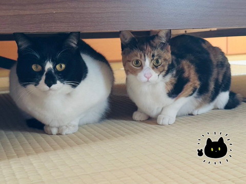 テーブルの下猫2匹