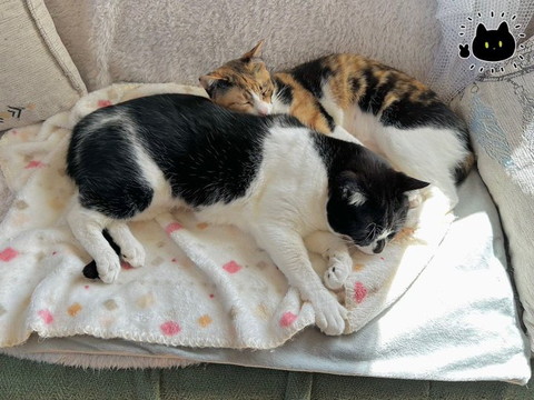 寄り添う猫2匹上から