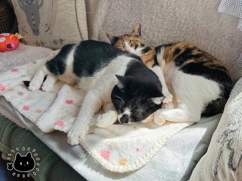 寄り添う猫2匹斜め上から