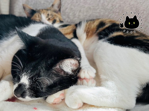 前足そろえて寝る三毛猫