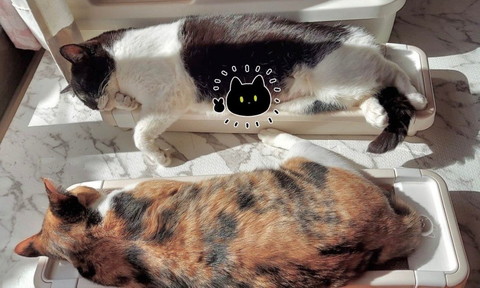 爪とぎで寝る猫2匹