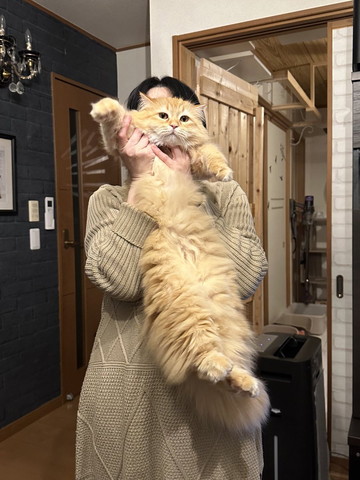 抱っこされて前足つかまれてる猫