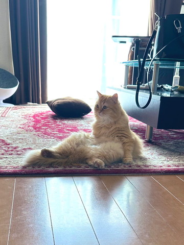 おじさん座りでたそがれる猫