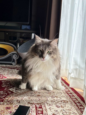 グレーと白の猫