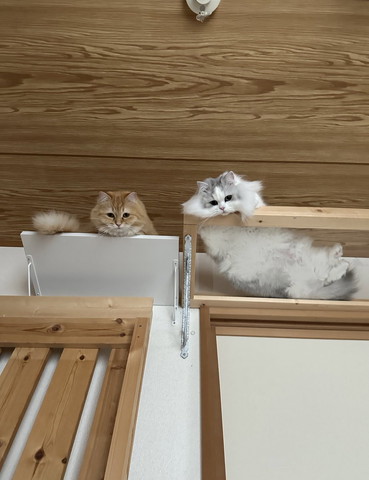 上から見てる猫2匹