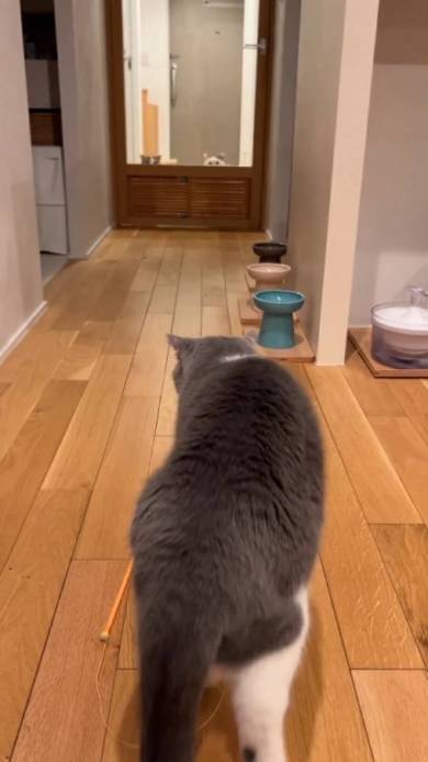 猫が猫をこっそり見ている