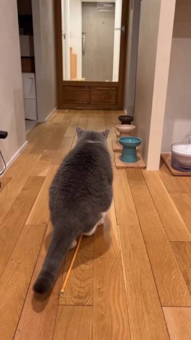 猫が猫をこっそり見ている