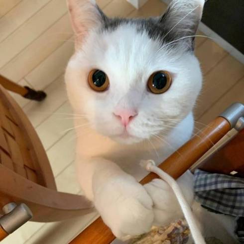 猫が猫をこっそり見ている
