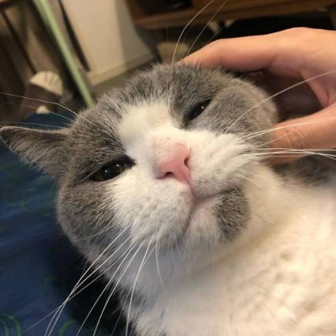 猫が猫をこっそり見ている