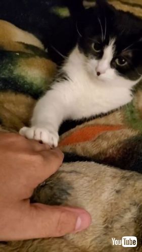 なでさせない猫