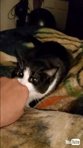 なでさせない猫