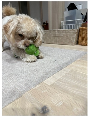 「NON STYLE」の井上裕介の愛犬