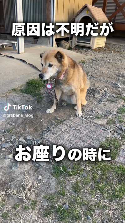 コロちゃんのおすわり