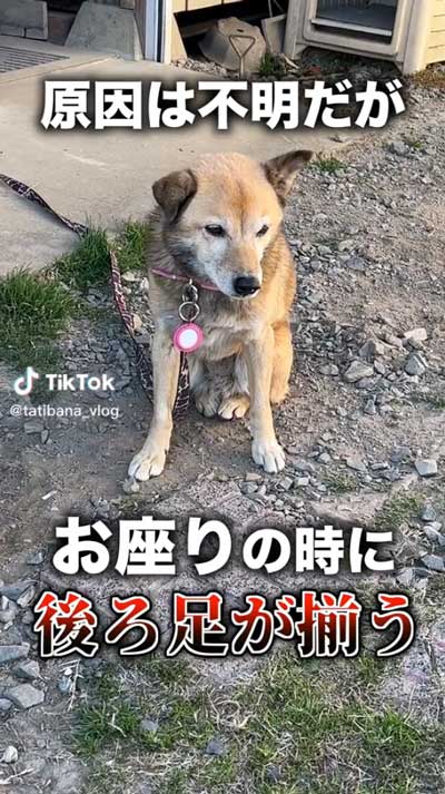 後ろ足がそろう犬