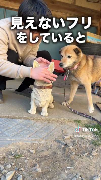 見えないフリする飼い主