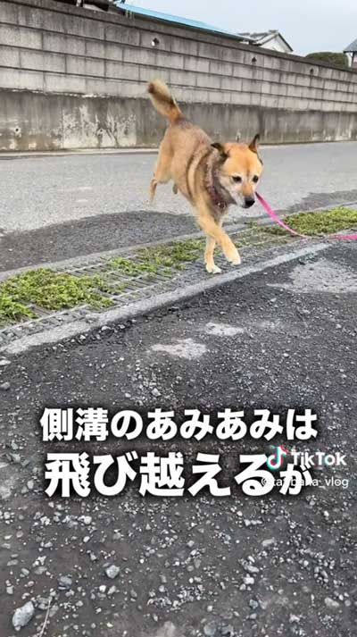 ジャンプする犬