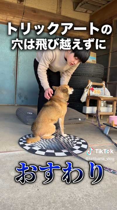気にしない犬